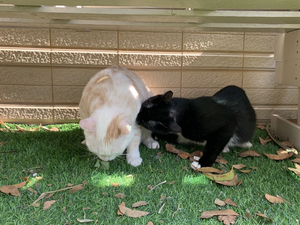 Photo 33