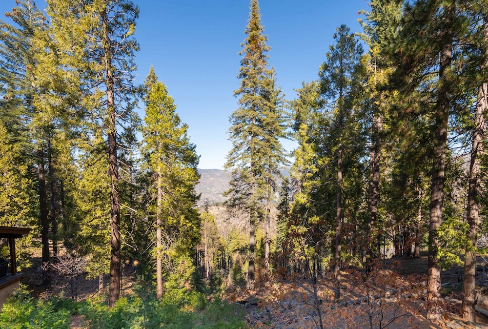 Yosemite Quail - Nestled in With a View!