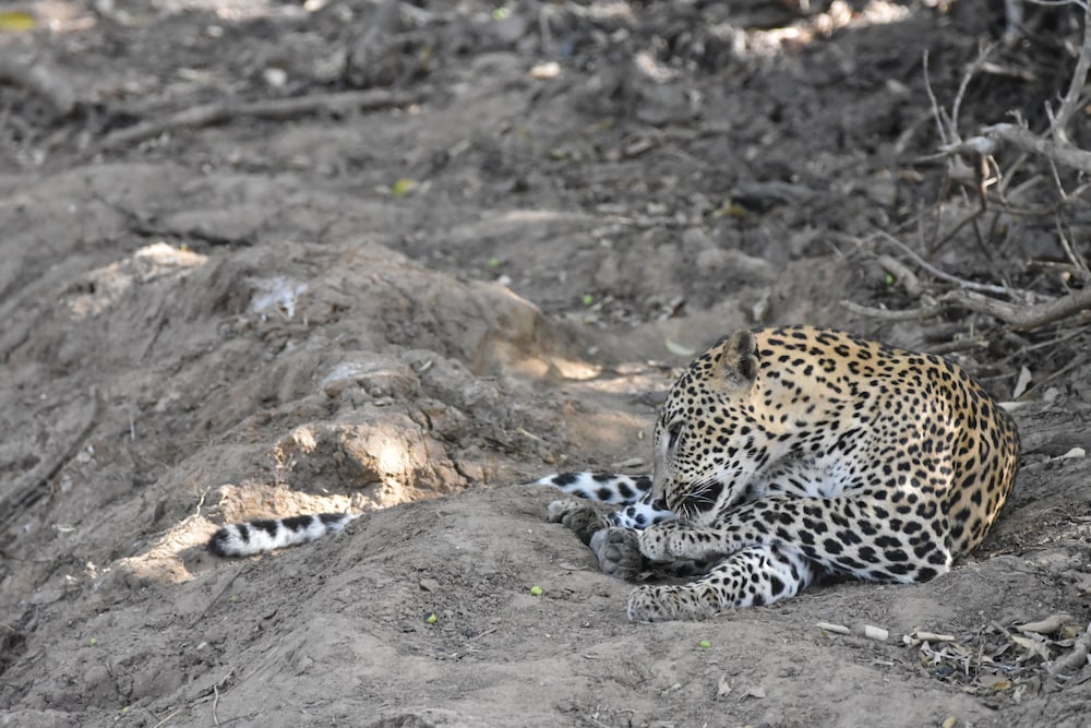 Explorer by Eco Team - Kumana National Park