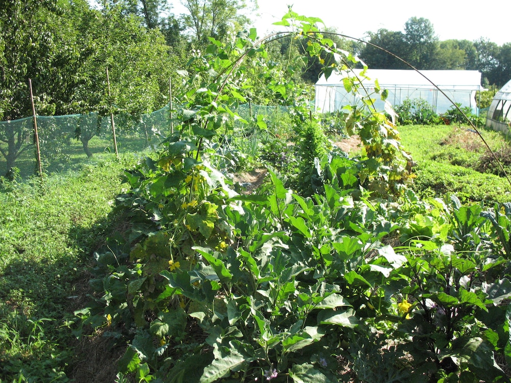 Campo di Cielo