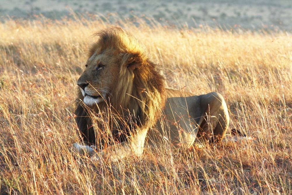 Spirit Of The Masai Mara