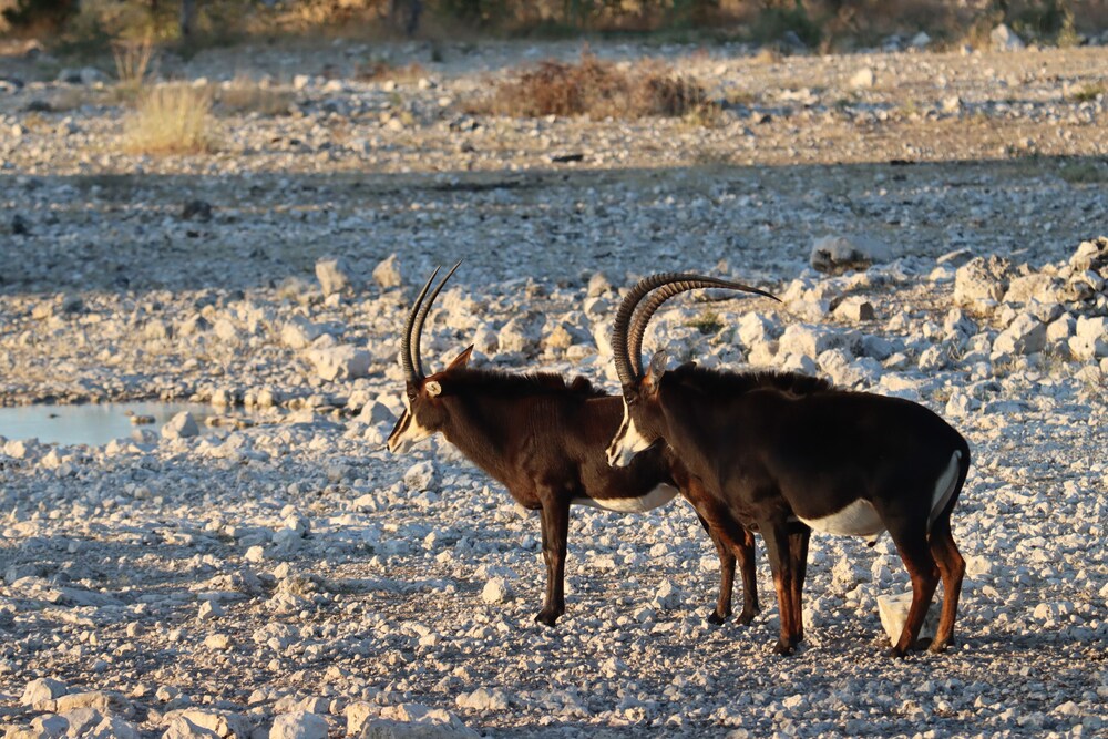 Omukuyu Wildlife Lodge