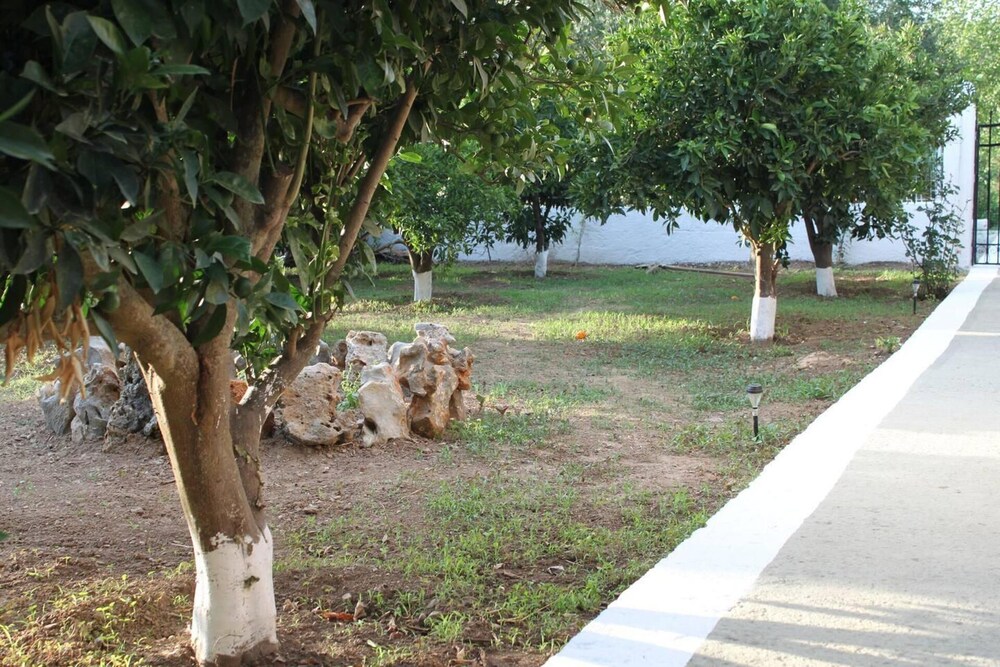 Photo 11