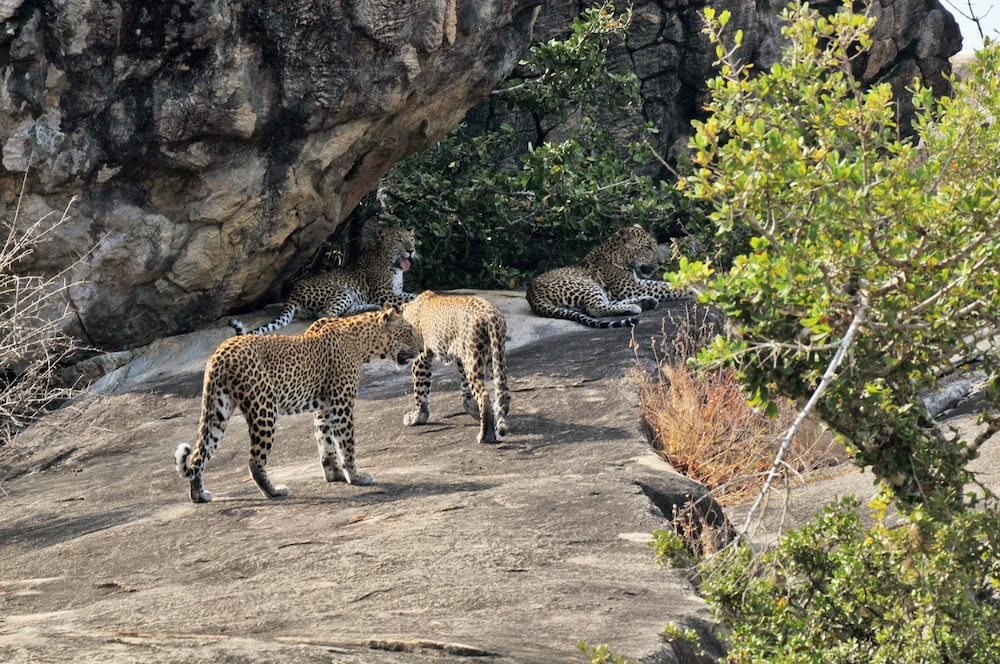 Back of Beyond - Safari Lodge Yala