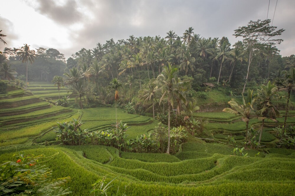 Ascarya Ubud