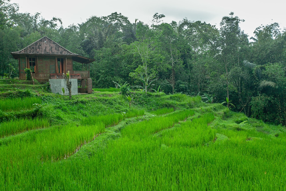 Tepi Sawah Lodge