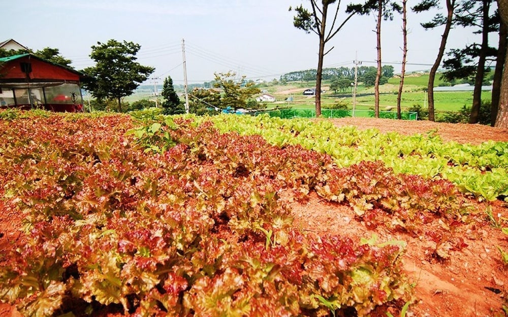 Taean Mongsanpo Pension view 2
