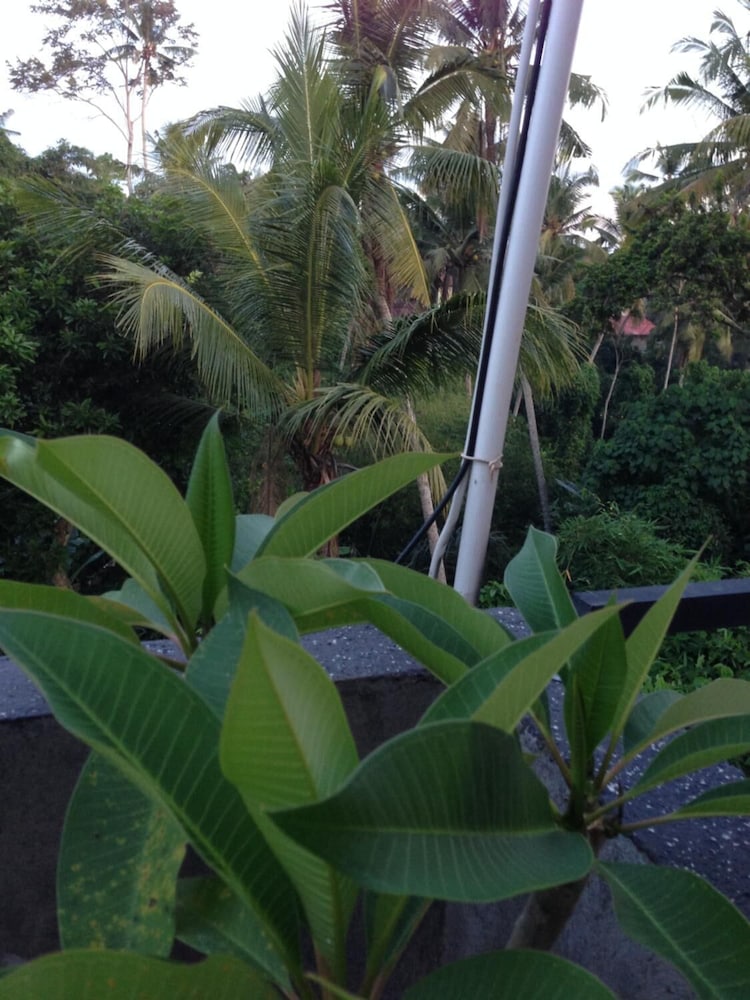 Cebluk Sari Homestay