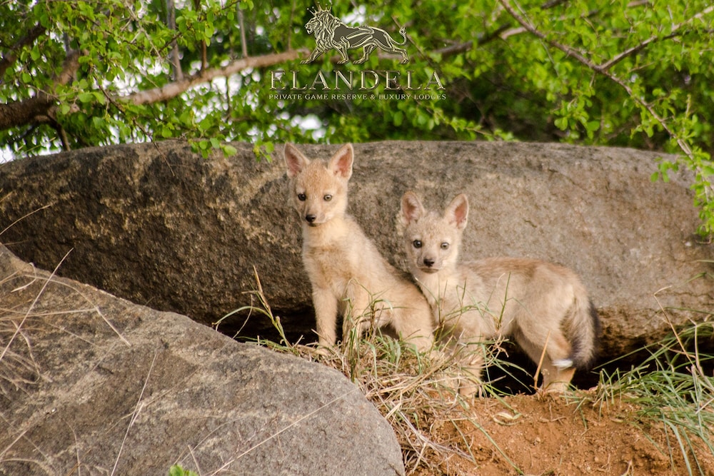 Elandela Private Game Reserve & Luxury Lodge