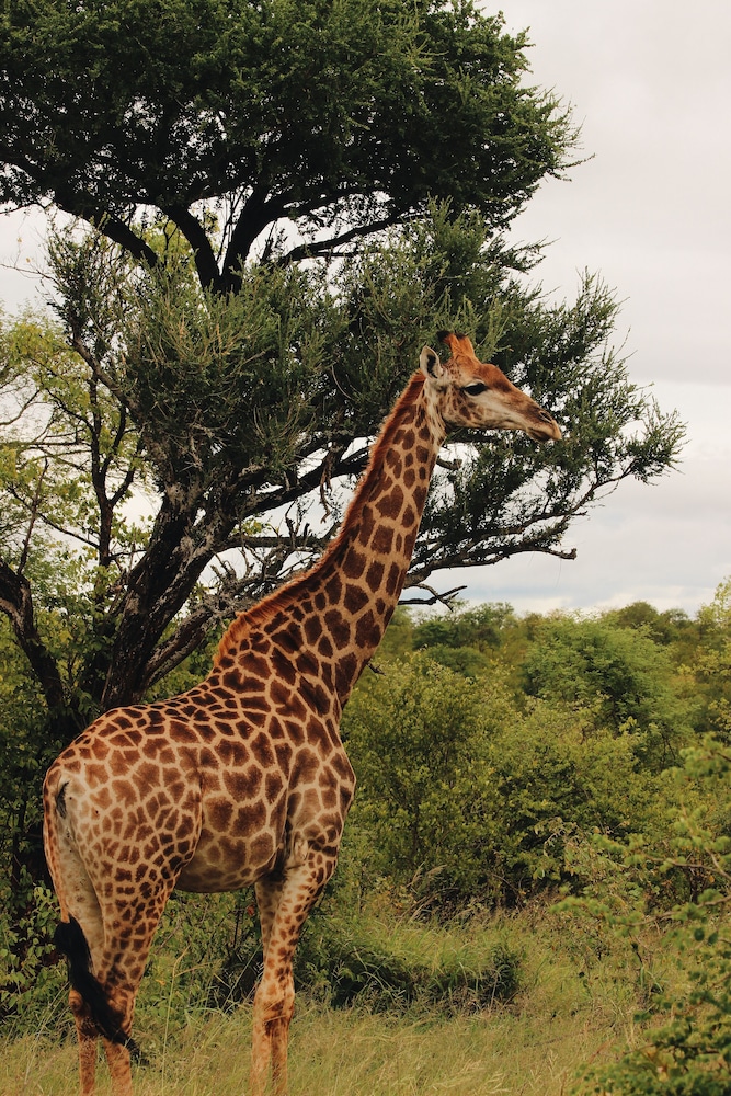 Nyati Safari Lodge