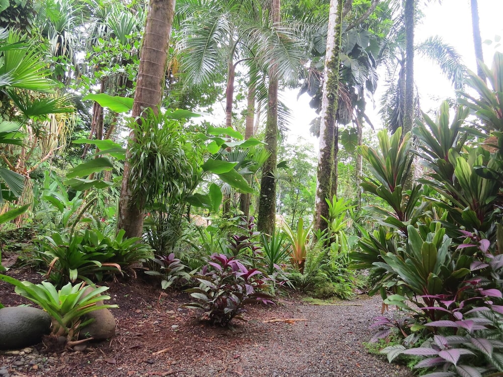 Caribbean Alchemy Cocles Beach