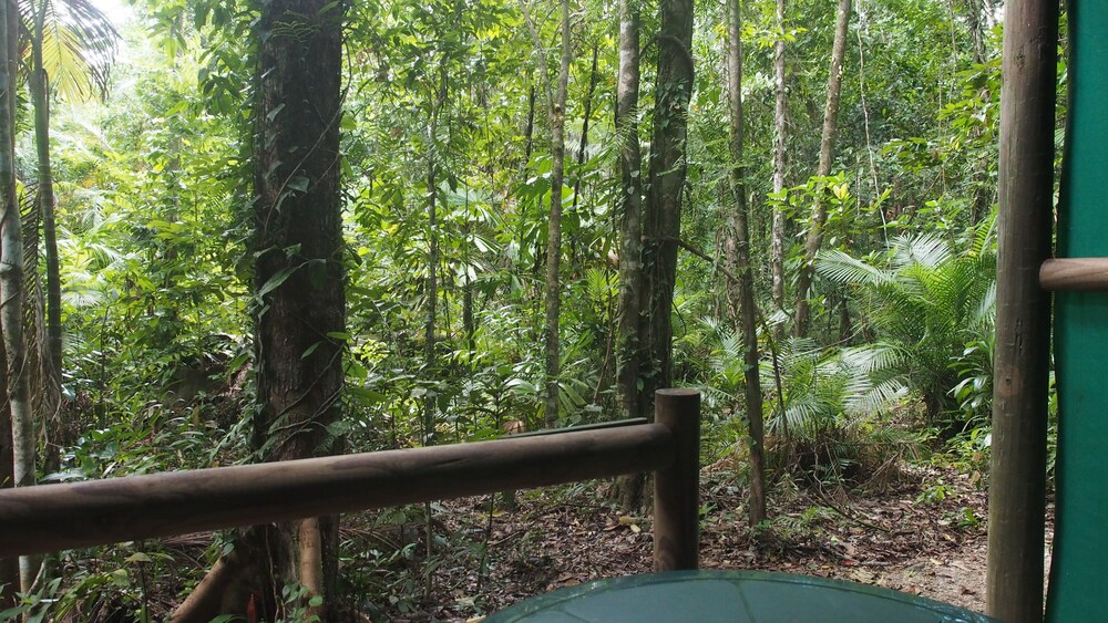 Daintree Crocodylus
