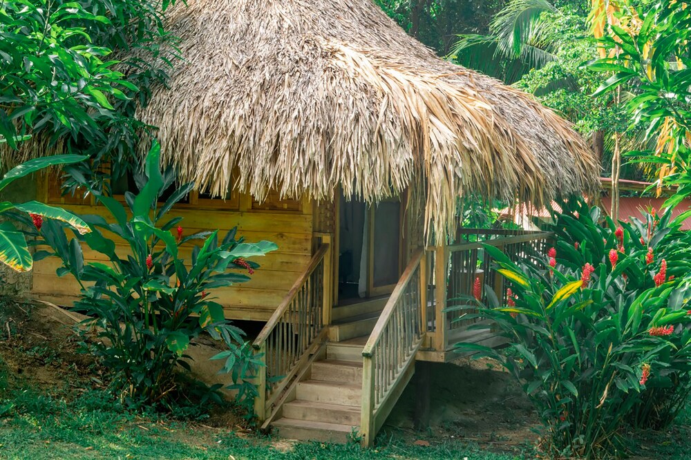 Magic Greeen Tayrona