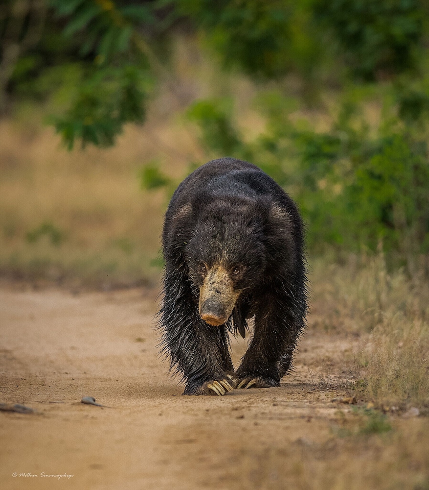 Podi Hoona Yala Safari Camp
