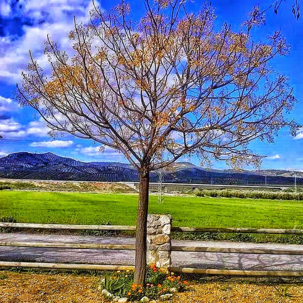 Alojamiento rural El Cortijuelo