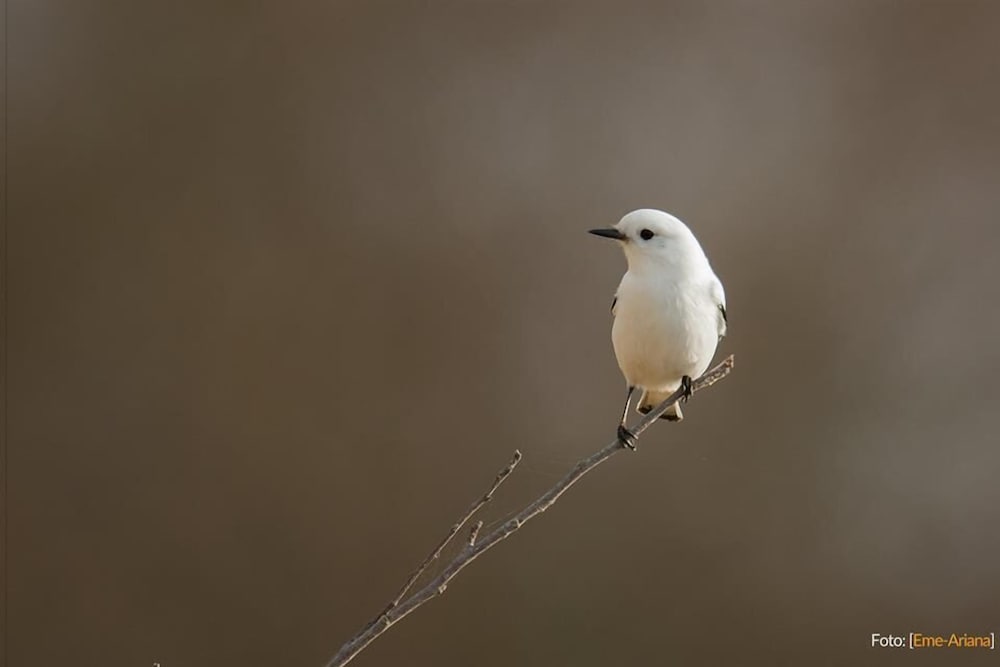 Estancia Río de las Aves