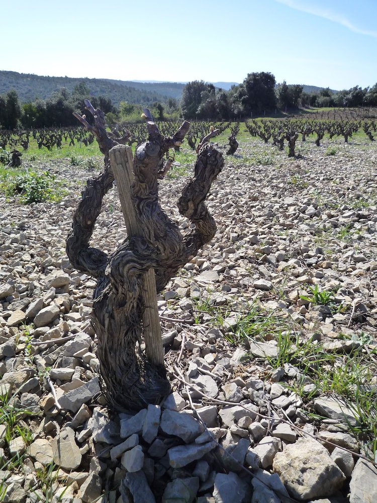 Le Gîte Vigneron casa de vacaciones Lagrasse — other
