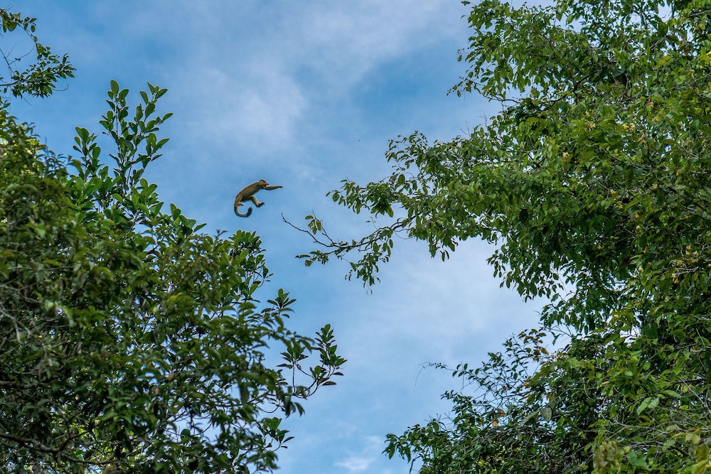 Green forest Ecolodge