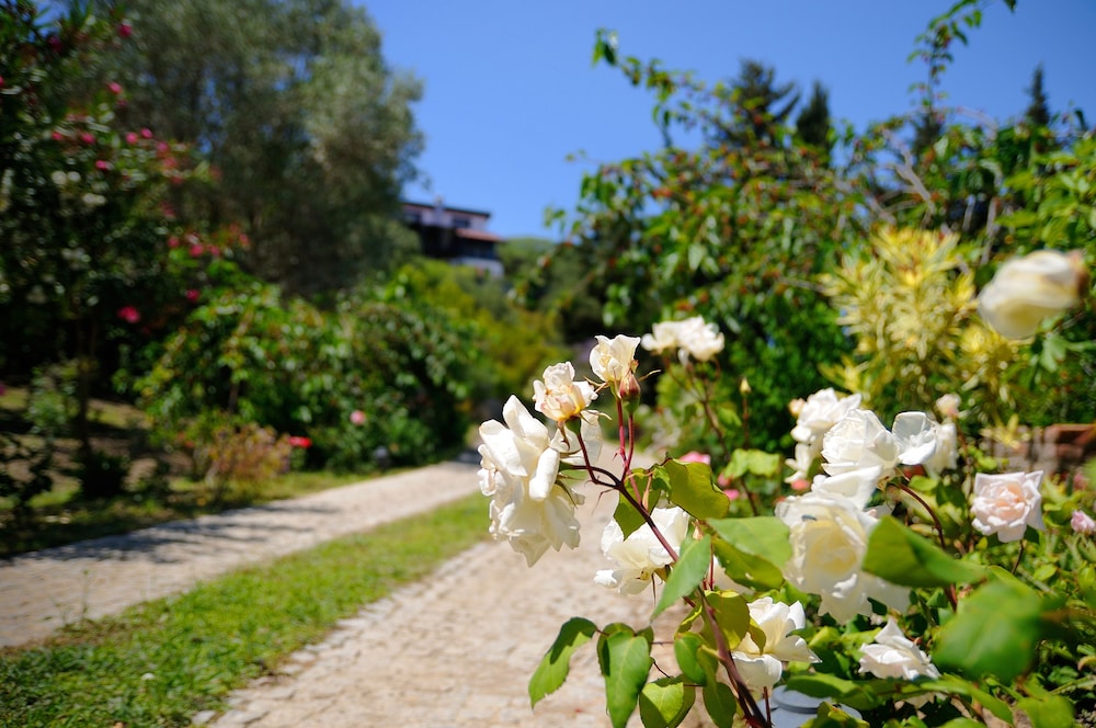 Olive Farm Of Datca