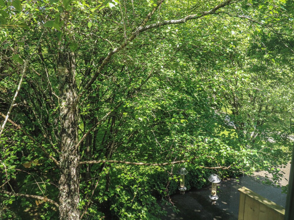 Treetops