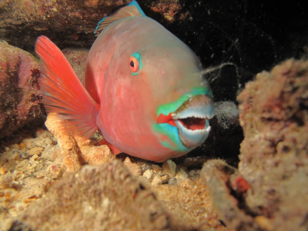 Annama Lodge And Dive