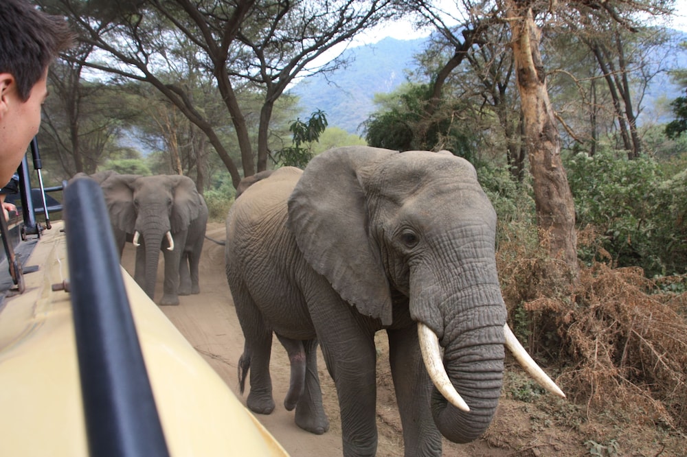 The Vijiji Center Lodge and Safari