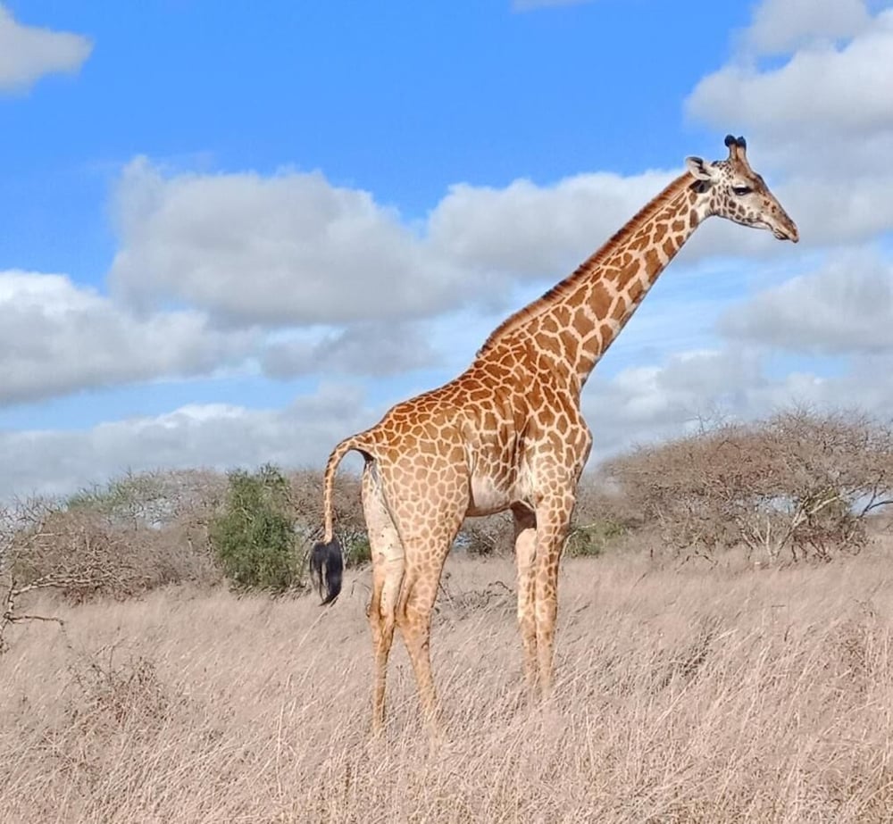 Lake Jipe Safari Camp
