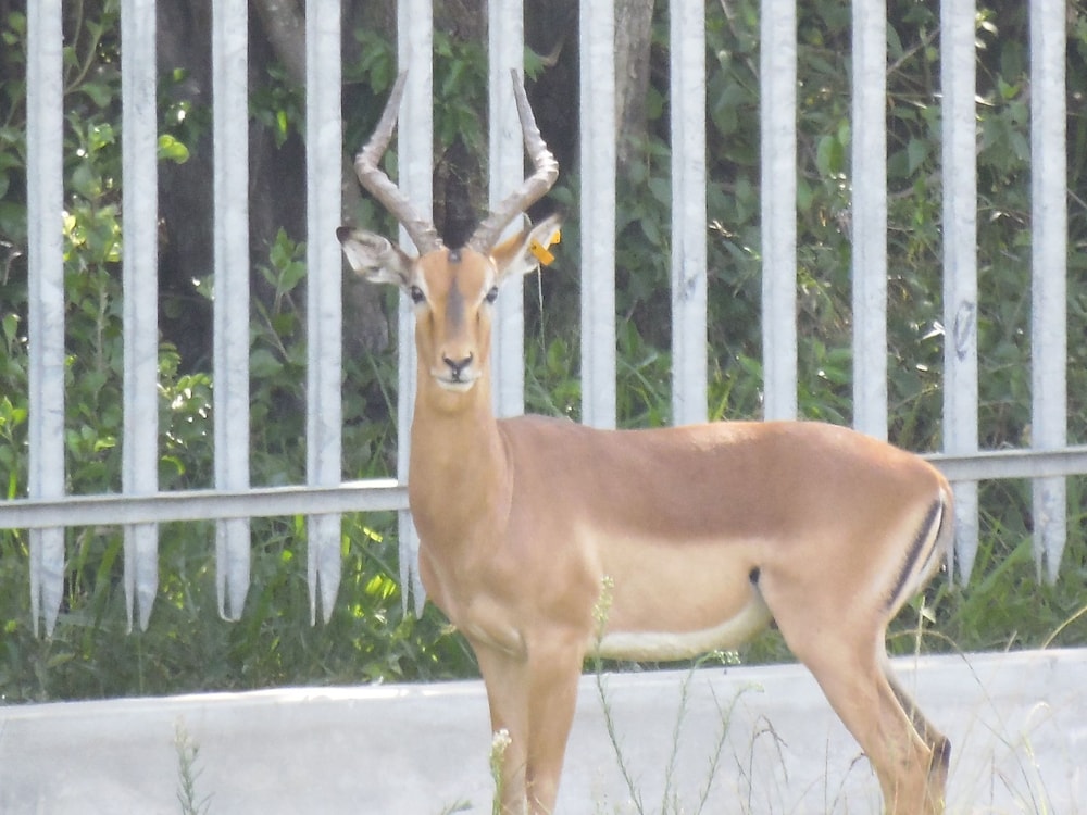 Monzi Safari Lodge