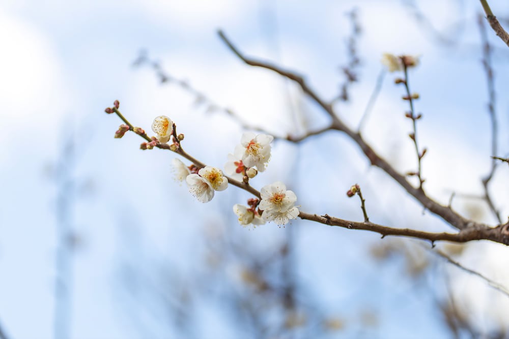 Ishinoya Izunagaoka (TKP Hotels & Resorts)