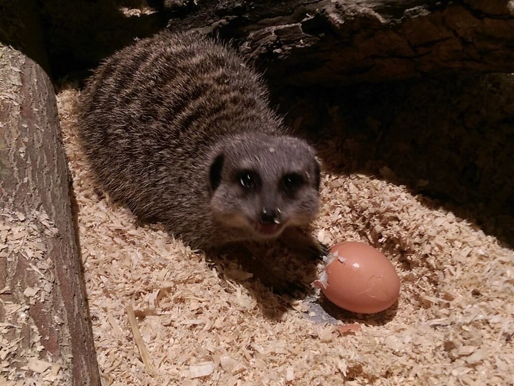 Falcons Nest