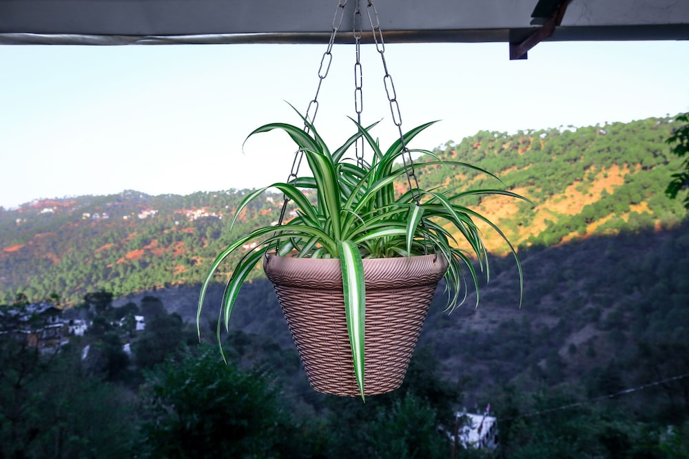OYO 12187 Home Luxury Studio Kasauli