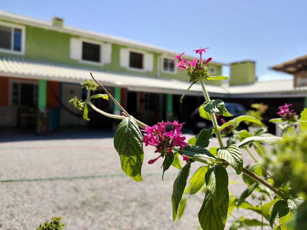 Flores de Bombinhas