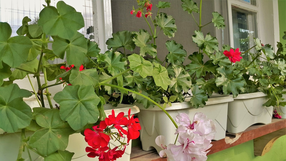 Flores de Bombinhas