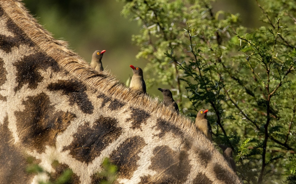 Black Rhino Game Lodge