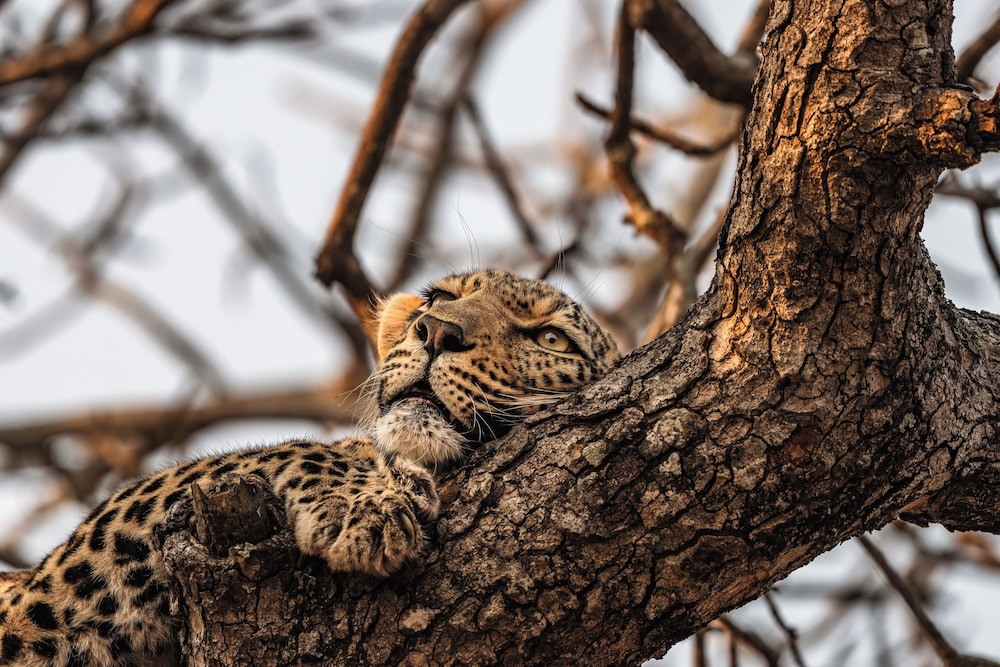 Cheetah Plains Private Game Reserve