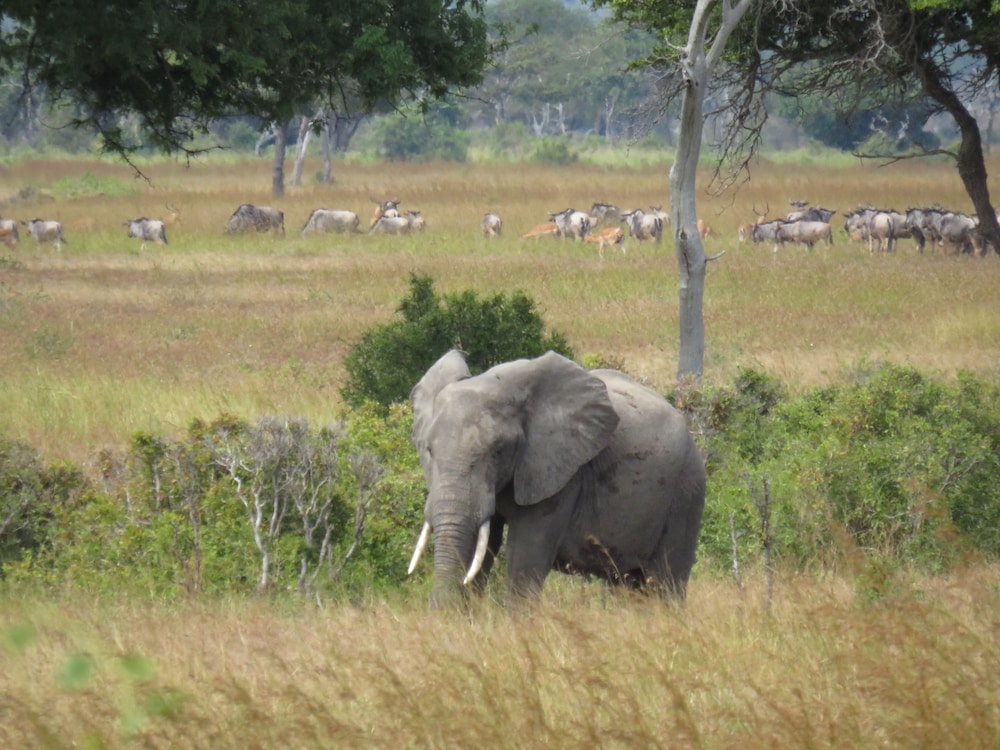 Mikumi Wildlife Camp
