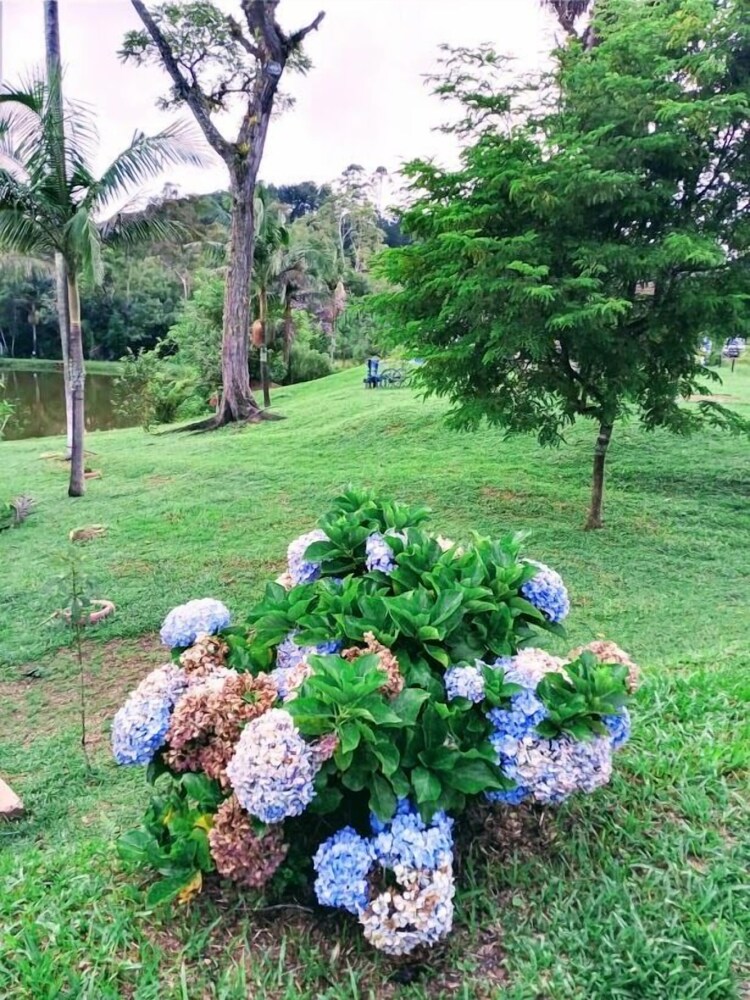 Cottages Bem-te-Vi e Beija-Flor, Mata Atlântica, Pesca, Natureza