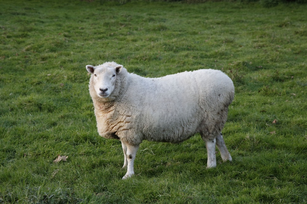 Saddlers