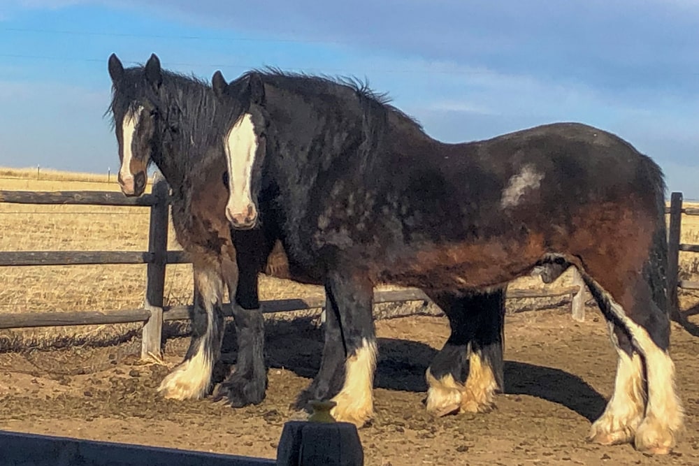 Yak Ranch w/ Mountain Views, Near Wellington!