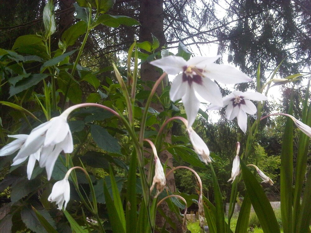 Le jardin de Saint Jean