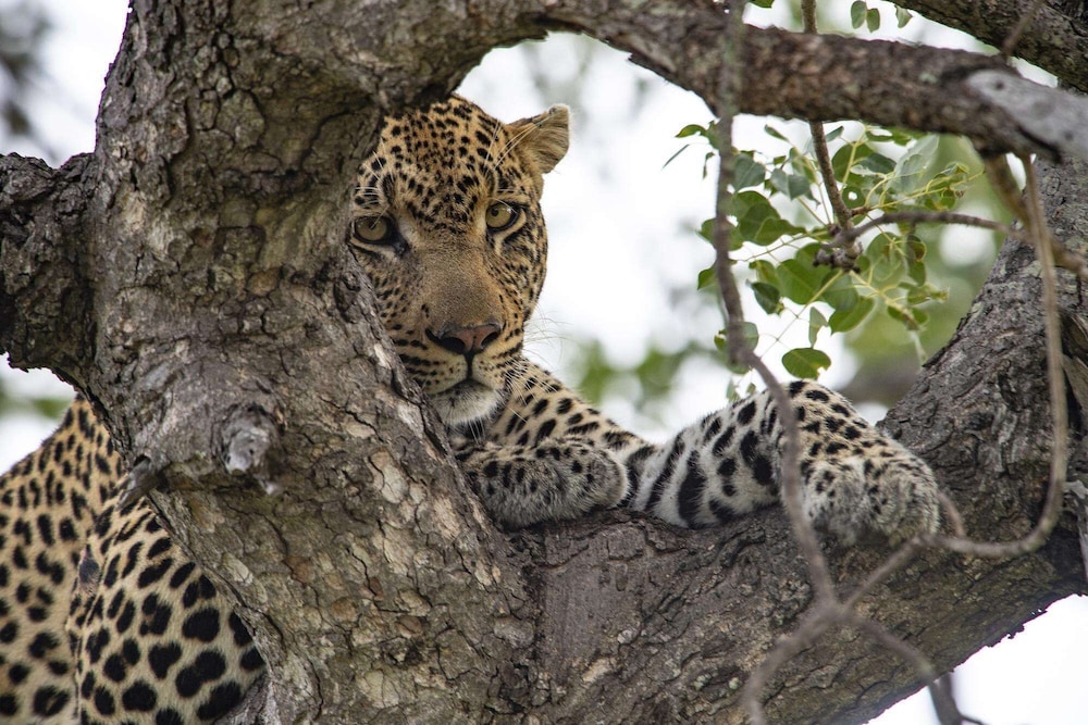 Simbavati River Lodge