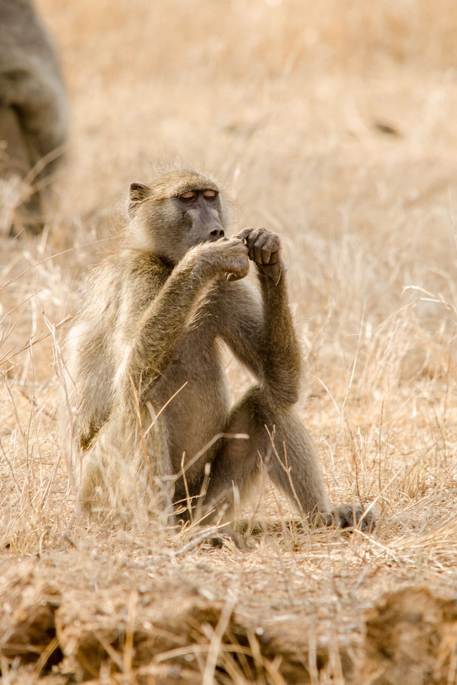 Elandela Private Game Reserve & Luxury Lodge