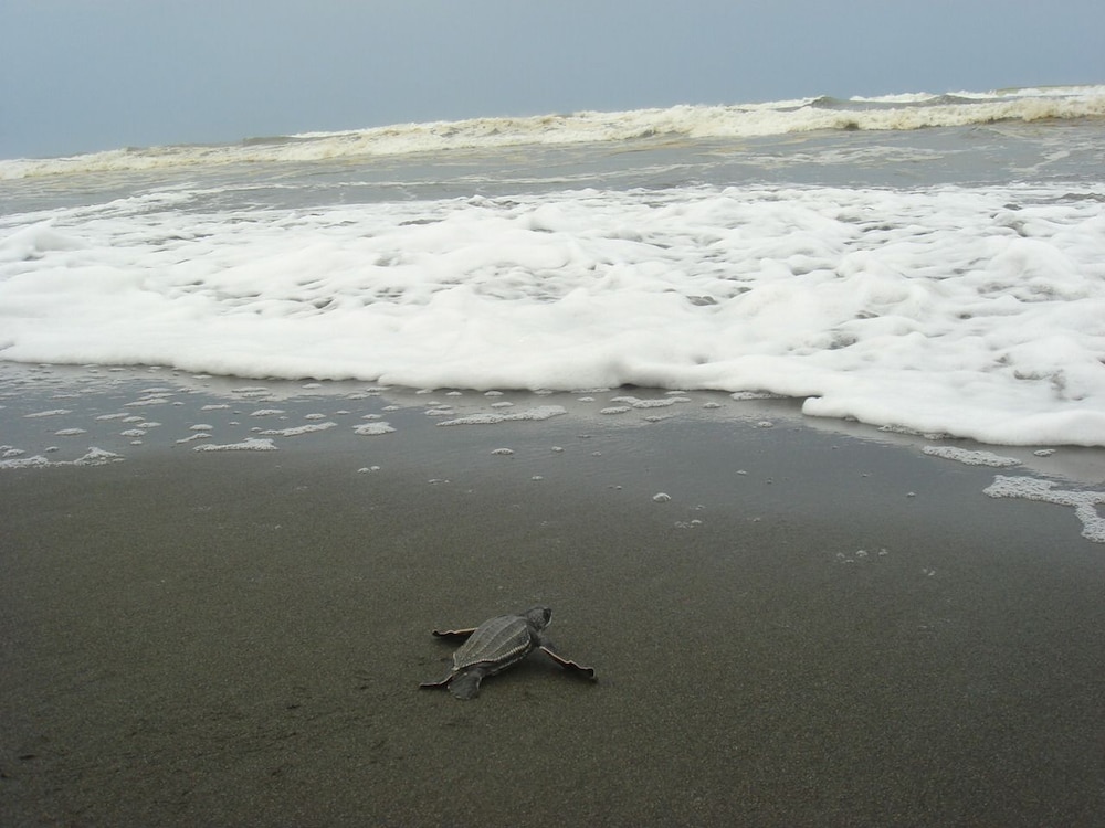 Casa Grande Ecolodge at Pacuare Reserve