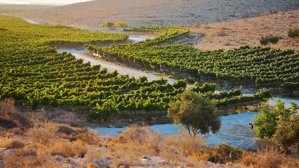 Carmey Avdat Farm