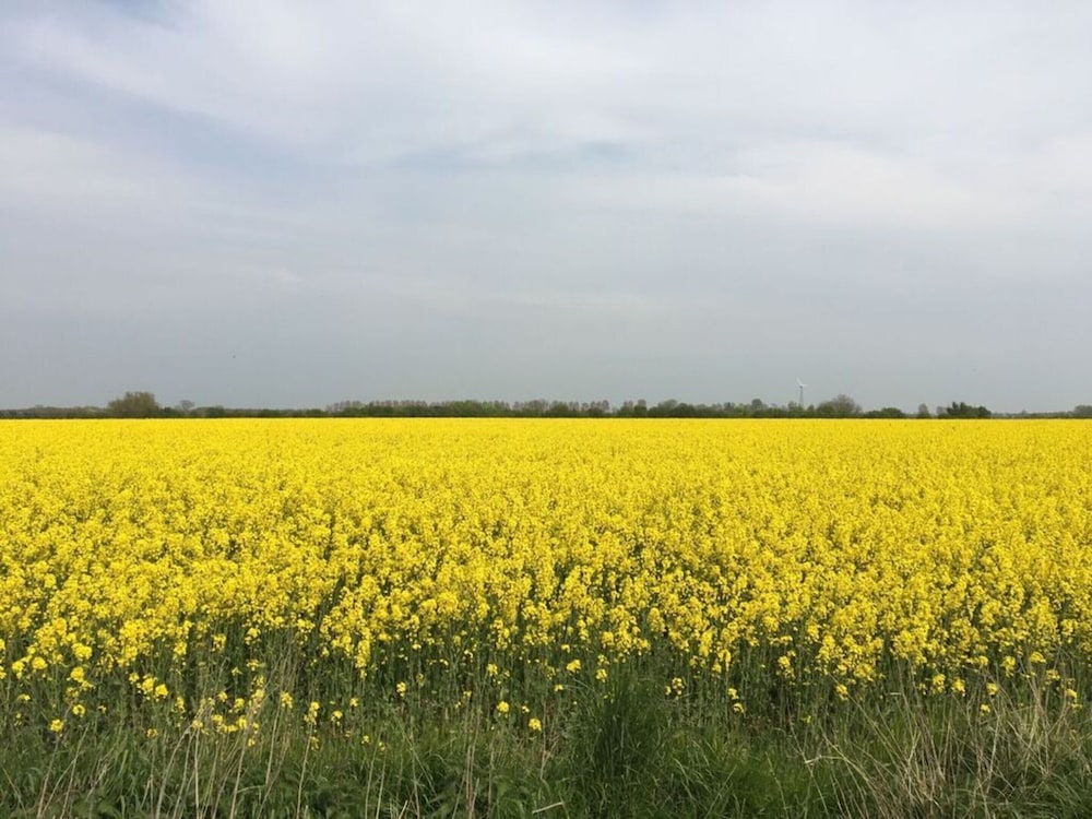 Kleine Freiheit Fehmarn