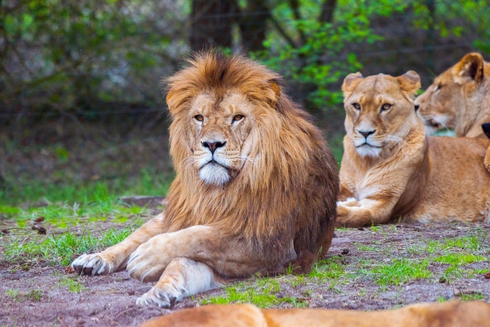 Luxuszelt im Serengeti Park