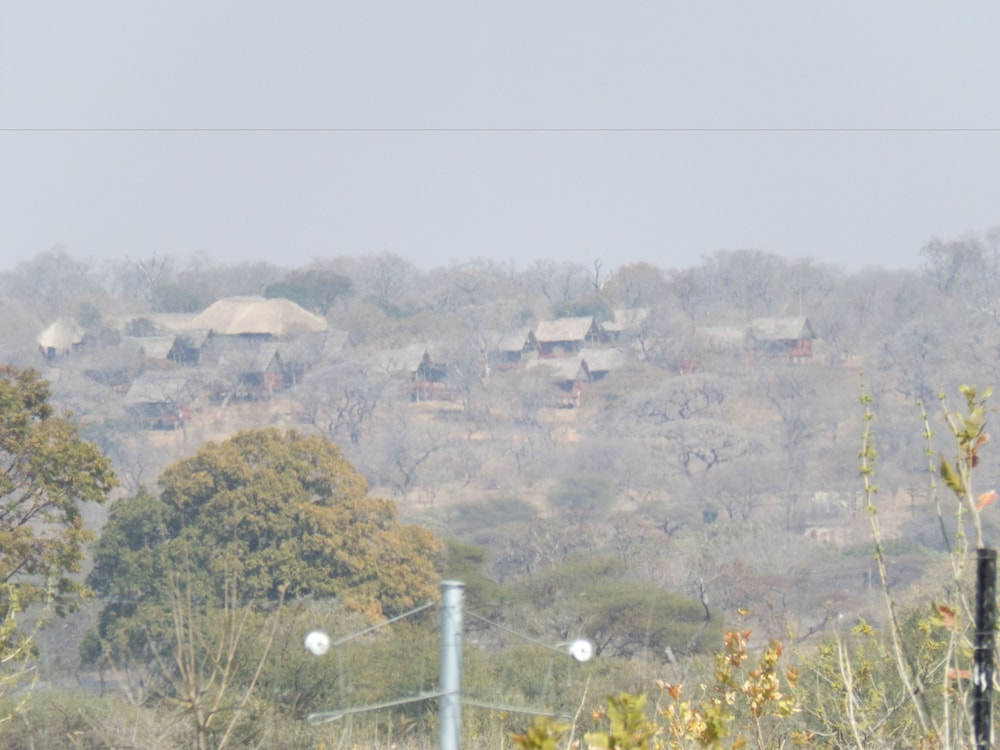 Lion Roars Lodge