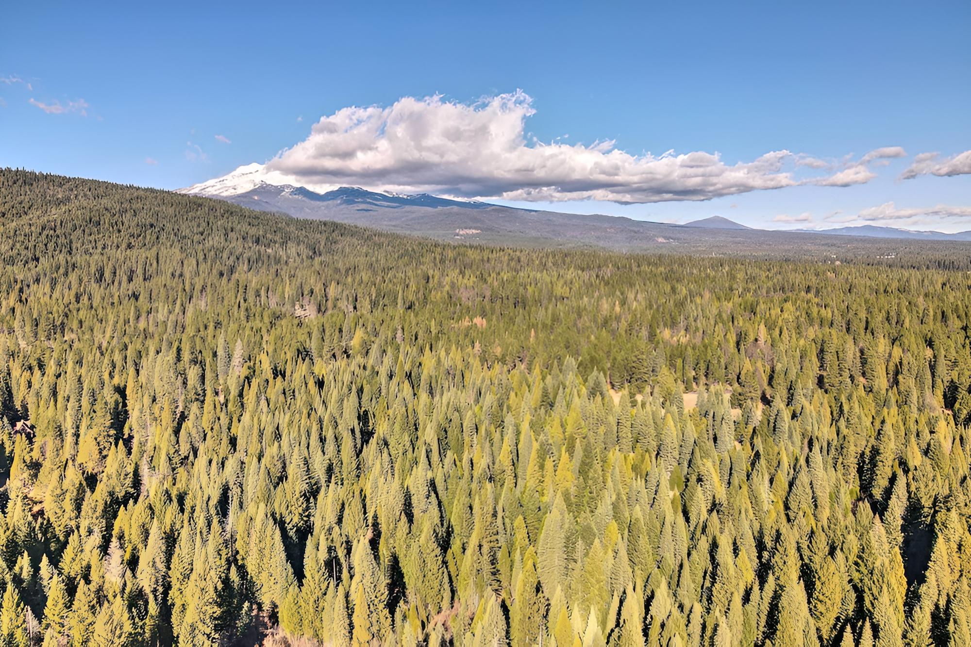 Mccloud Cabin w/ 3.5 Miles of Private Hiking! view 4