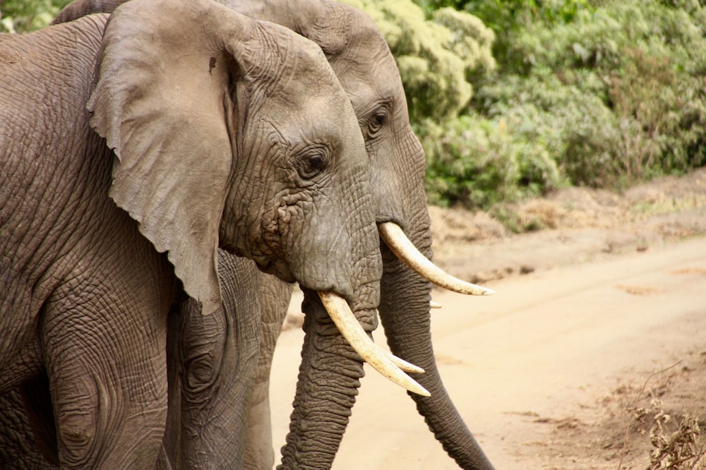 The Vijiji Center Lodge and Safari