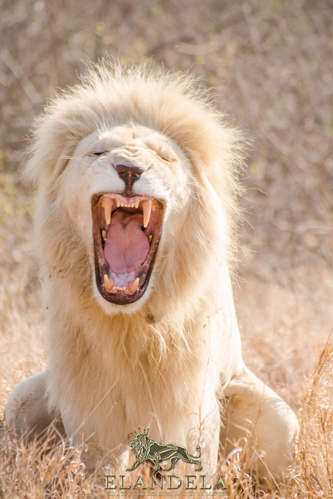 Elandela Private Game Reserve & Luxury Lodge